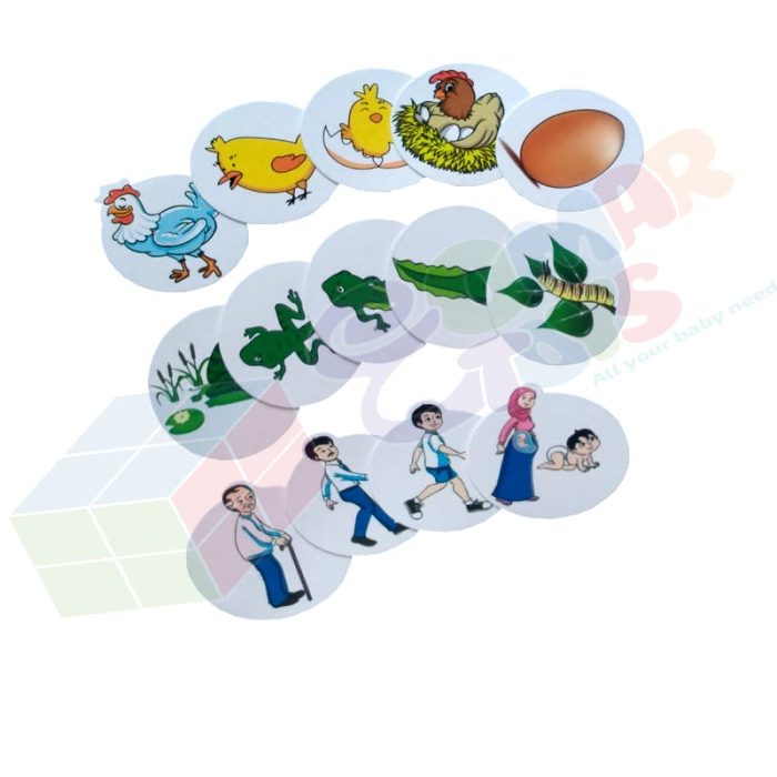 ⁦سلسلة الانشطة التفاعلية | دورة الحياة Life cycle⁩ - الصورة ⁦2⁩