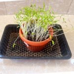 ⁦مجموعة الزراعة المنزلية  GARDENING KIT⁩ - الصورة ⁦7⁩