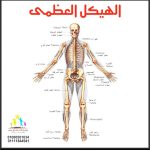الهيكل العظمي صغير - الصورة 2