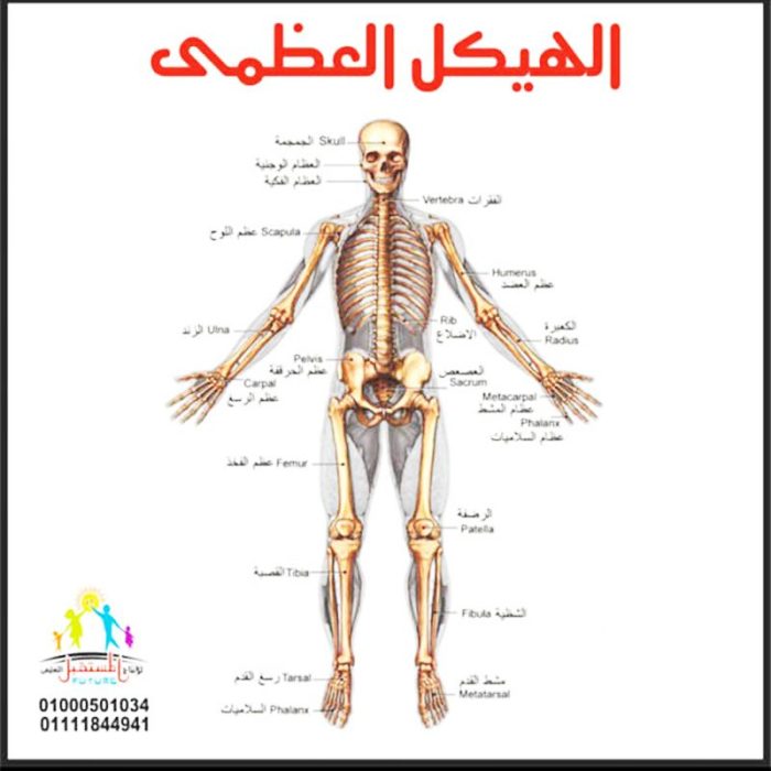 ⁦الهيكل العظمي صغير⁩ - الصورة ⁦2⁩