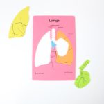 ⁦بازل فوم تعليمي لاجزاء جسم الانسان الجمجمة، الجهاز التنفسي، المخ، الفم باللغة العربية والانجليزية⁩ - الصورة ⁦2⁩